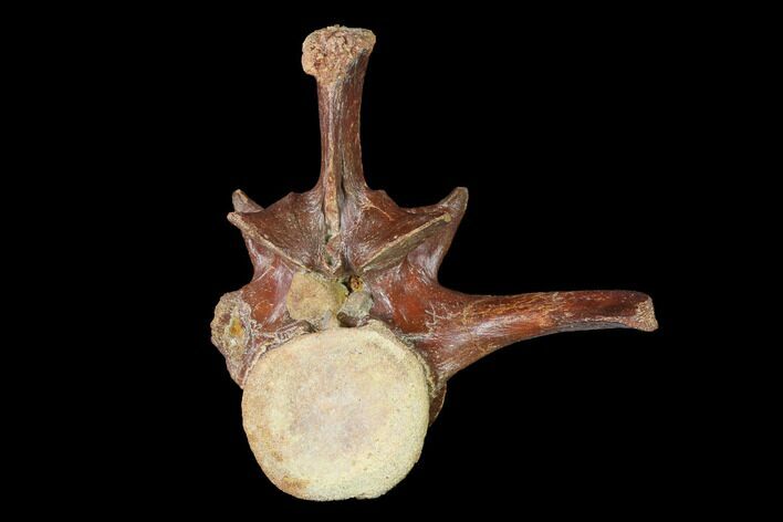 Cretaceous Crocodile Vertebra - Morocco #143492